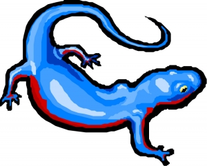 blue lizard.jpg